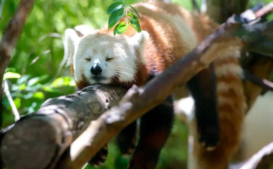 red panda at the Idaho Falls Zoo