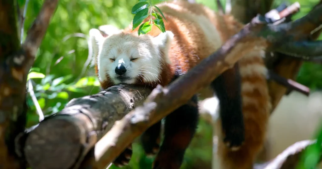 red panda at the Idaho Falls Zoo